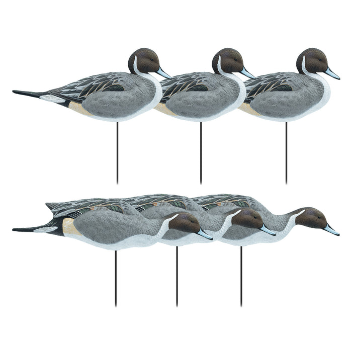 Full Body Pintail Decoys, 6 Pack