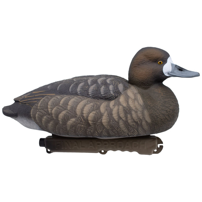 LIVE Foam Filled Bluebills - 6 Pack