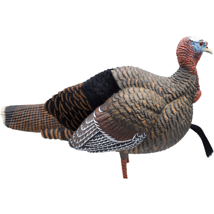 Live Jake Turkey Decoy with Flocked Back