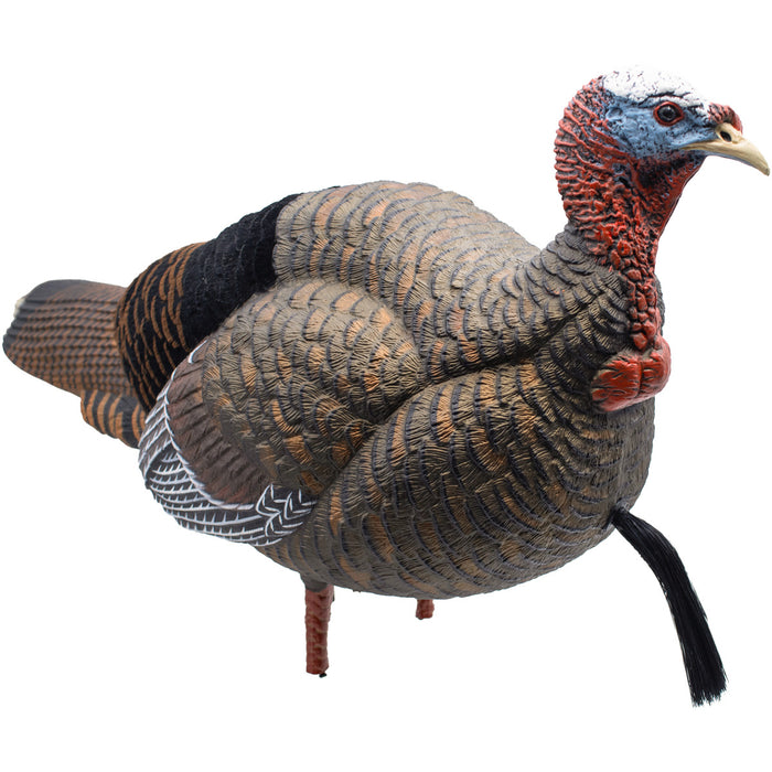 Live Jake Turkey Decoy with Flocked Back