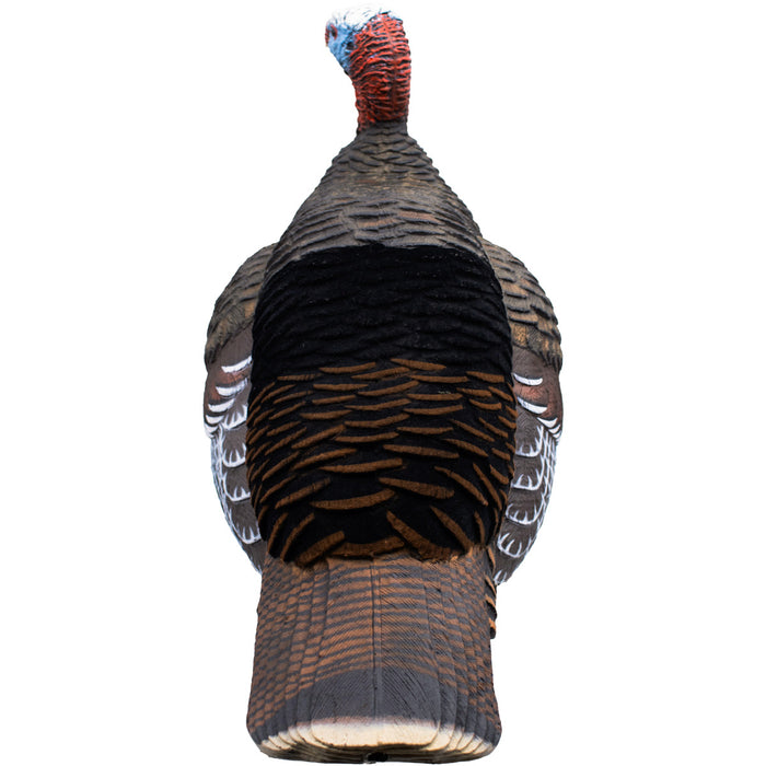 Live Jake Turkey Decoy with Flocked Back