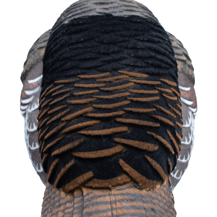Live Jake Turkey Decoy with Flocked Back