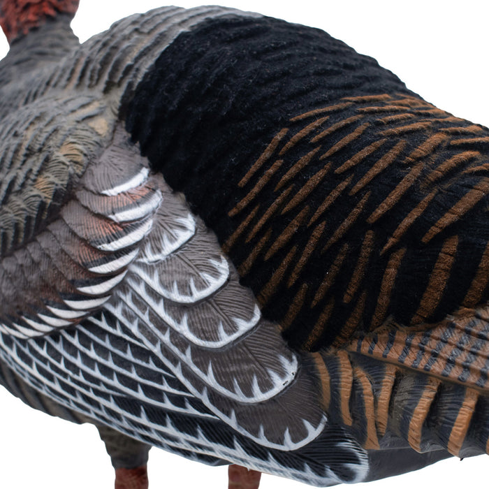 Live Jake Turkey Decoy with Flocked Back