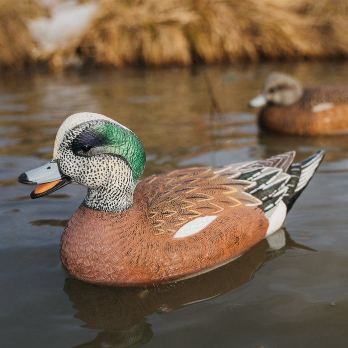 LIVE Floating Wigeons - 6 Pack