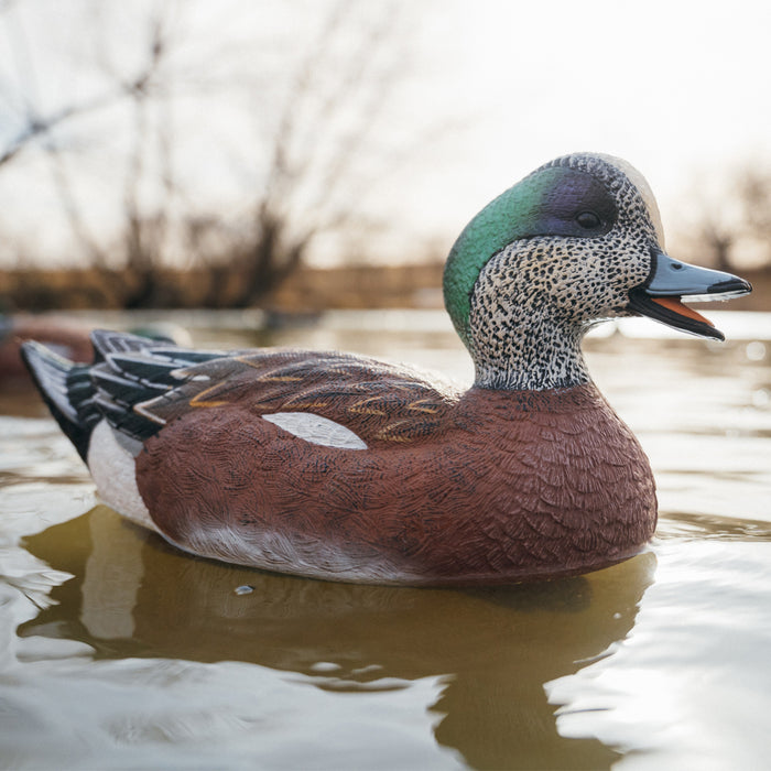 LIVE Floating Wigeons - 6 Pack