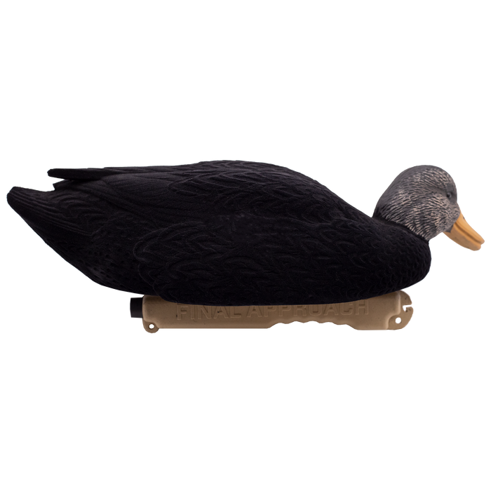 LIVE Flocked Floating Black Ducks - 6 Pack