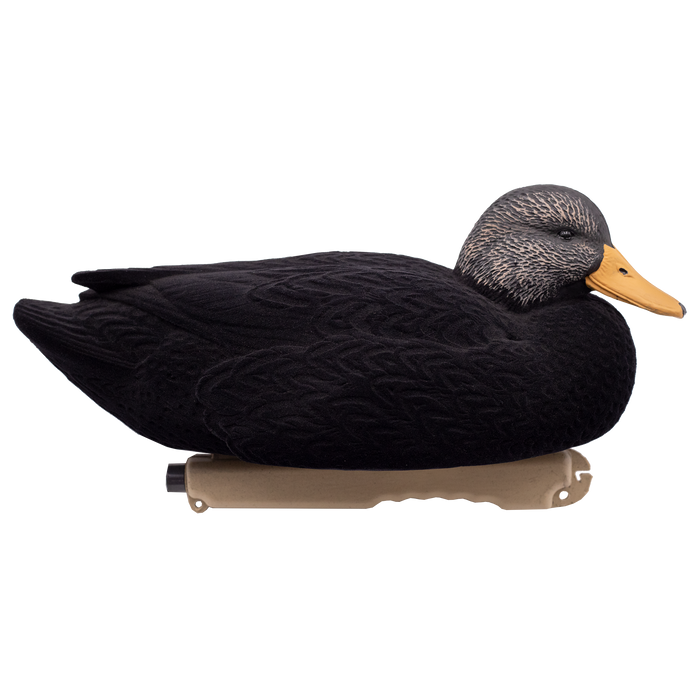 LIVE Flocked Floating Black Ducks - 6 Pack