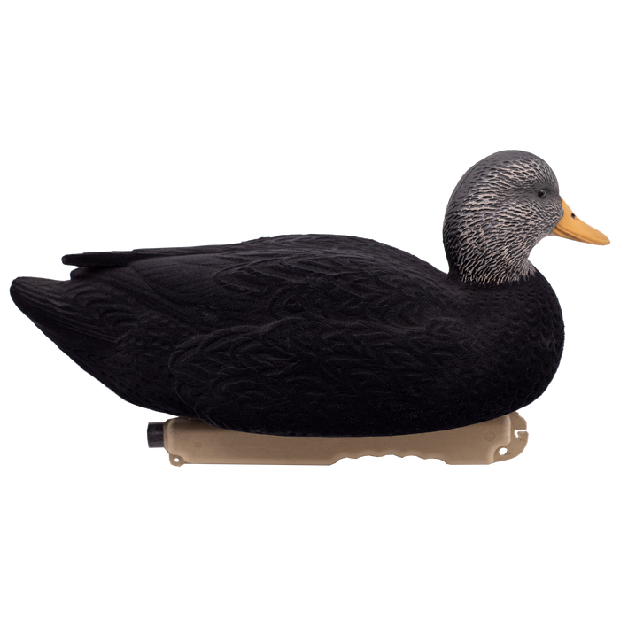 LIVE Flocked Floating Black Ducks - 6 Pack