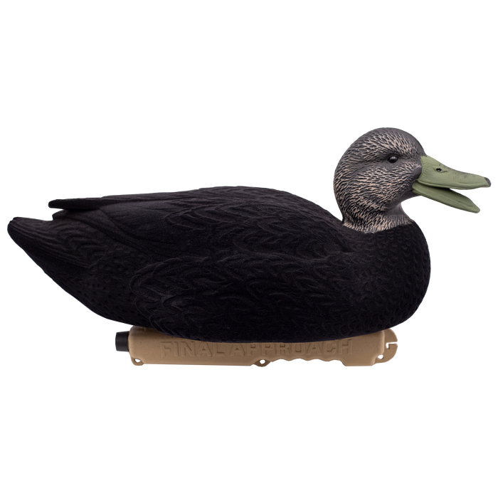 LIVE Flocked Floating Black Ducks - 6 Pack