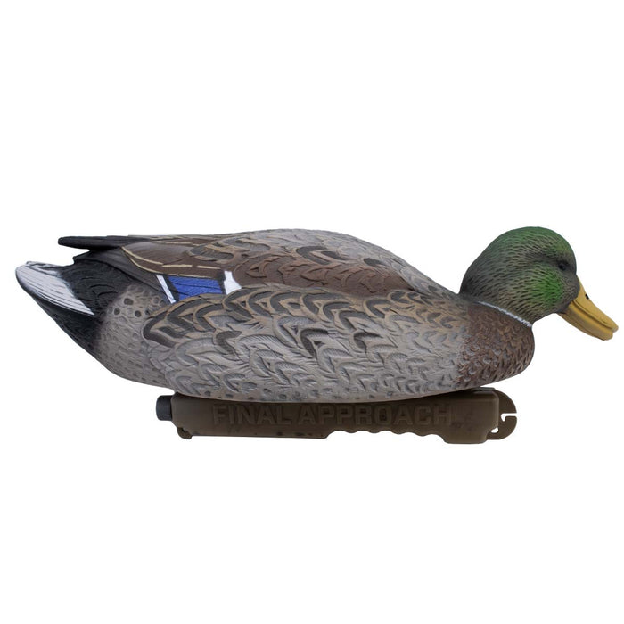 LIVE Early Season Mallards - 6 Pack