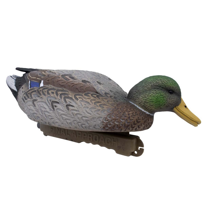 LIVE Early Season Mallards - 6 Pack