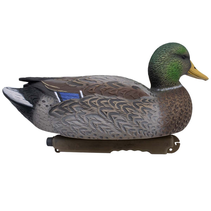 LIVE Early Season Mallards - 6 Pack