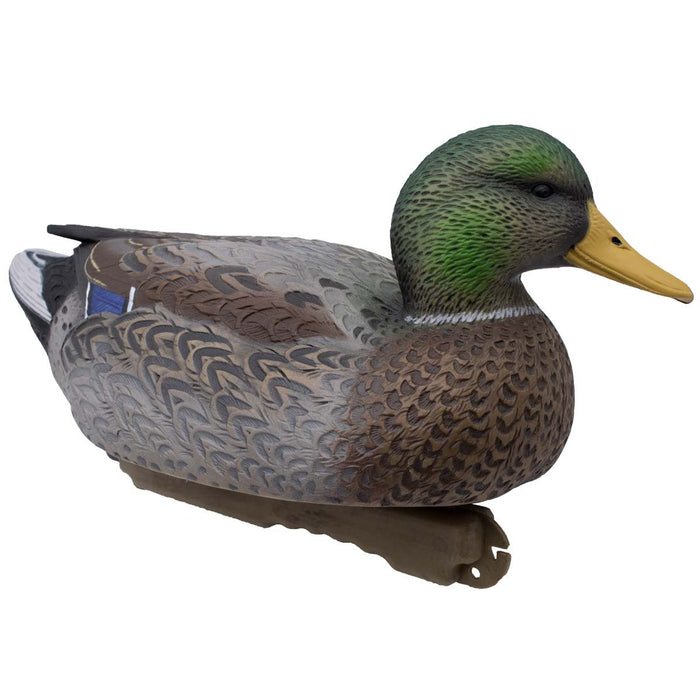 LIVE Early Season Mallards - 6 Pack