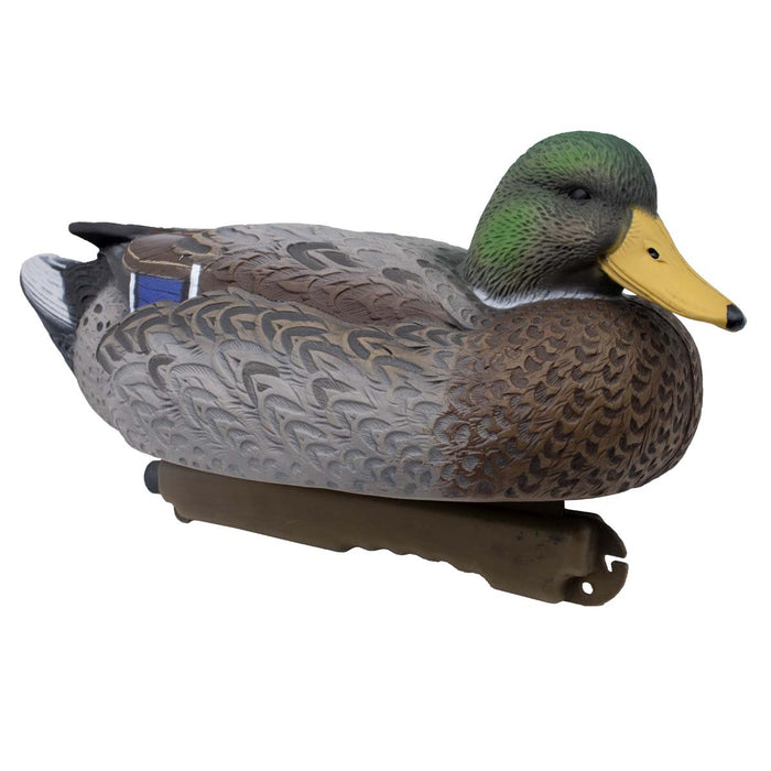 LIVE Early Season Mallards - 6 Pack