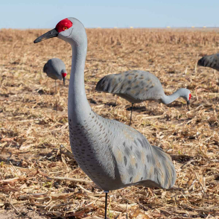 LIVE Sandhill Fully Flocked Crane Decoys Upright - 2 Pack