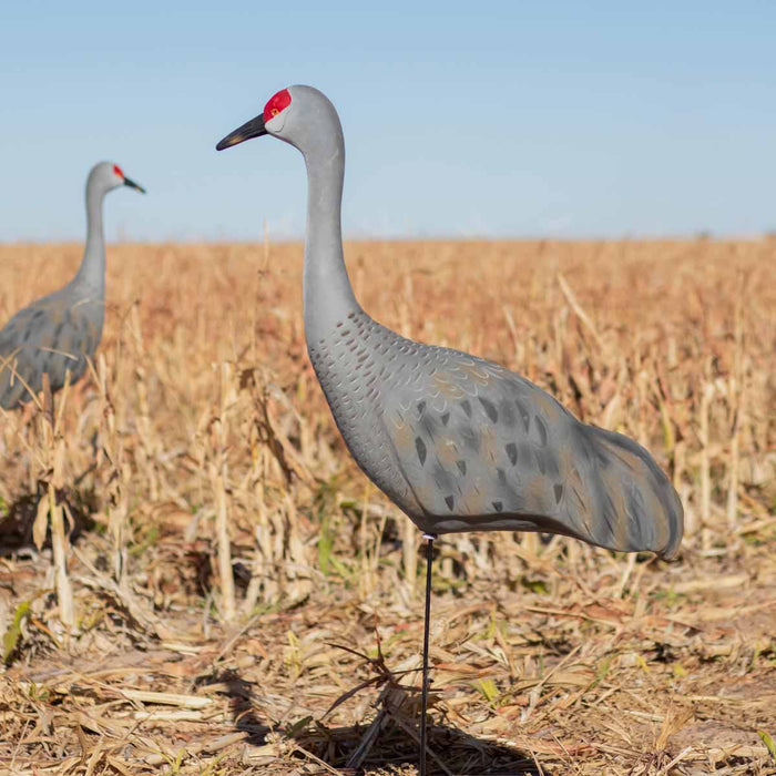 LIVE Sandhill Fully Flocked Crane Decoys Upright - 2 Pack