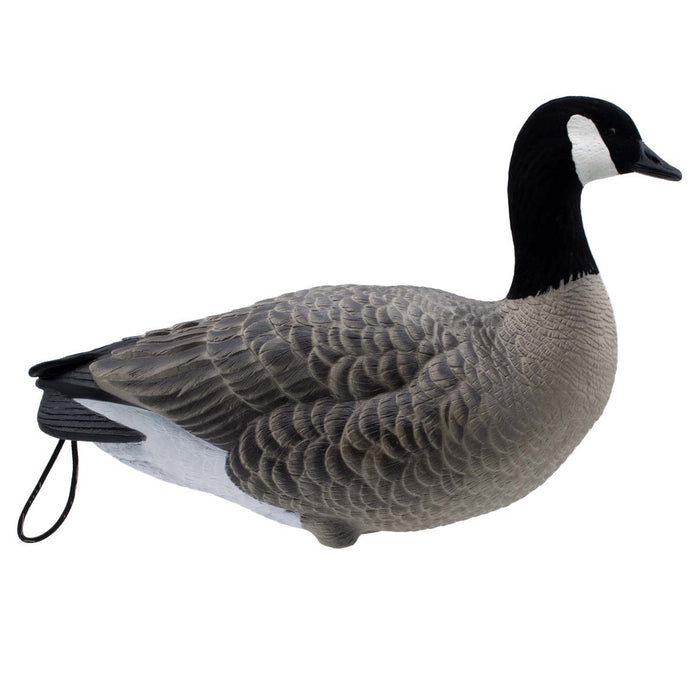 LIVE Full Body Lesser Canada Geese - 6 Pack