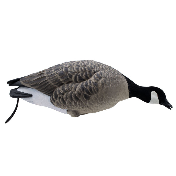 LIVE Full Body Lesser Canada Geese - 6 Pack