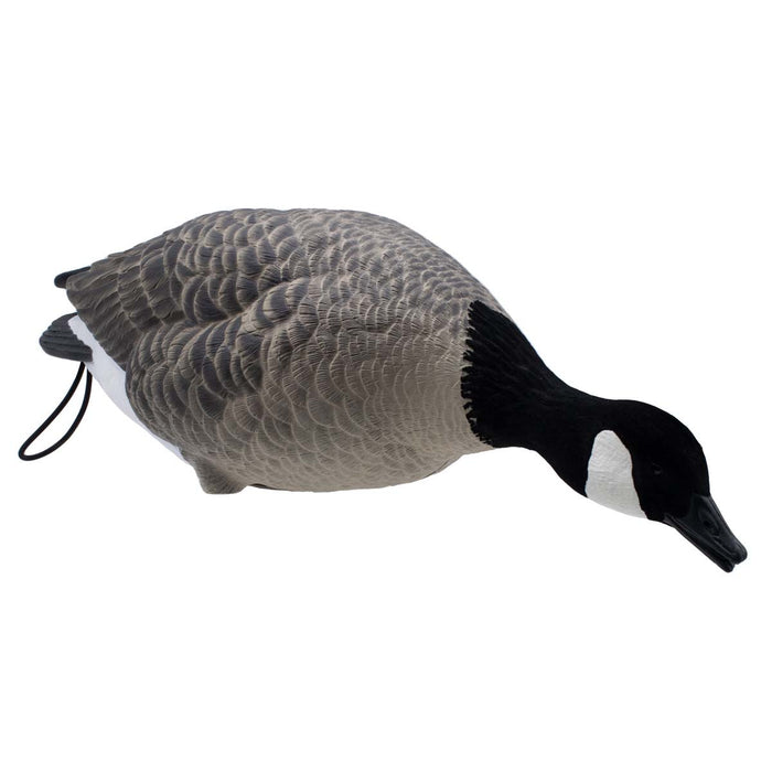 LIVE Full Body Lesser Canada Geese - 6 Pack