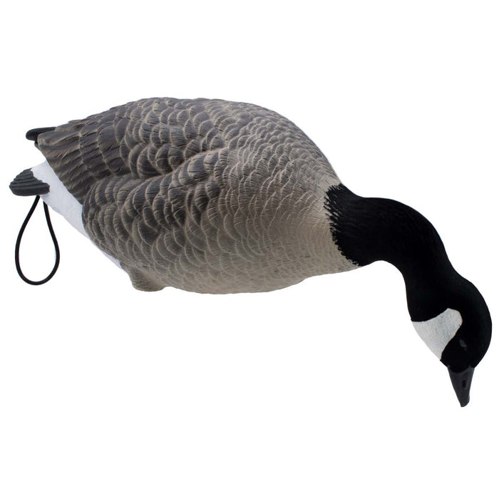 LIVE Full Body Lesser Canada Geese - 6 Pack