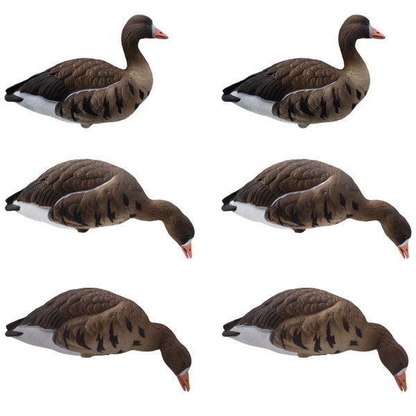 LIVE Full Body Specklebelly Decoys - 6 Pack