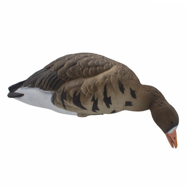 LIVE Full Body Specklebelly Decoys - 6 Pack