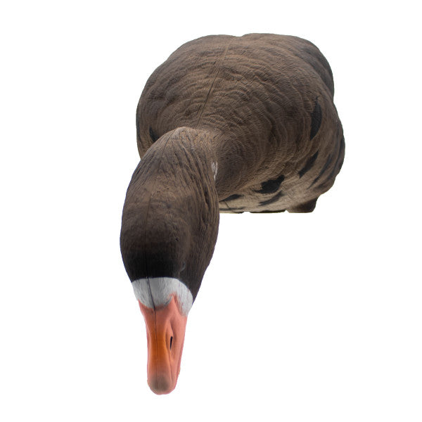 LIVE Full Body Specklebelly Decoys - 6 Pack