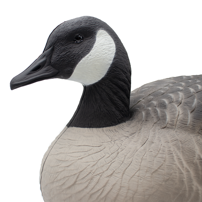 Last Pass Floating Canada Geese - 6 Pack