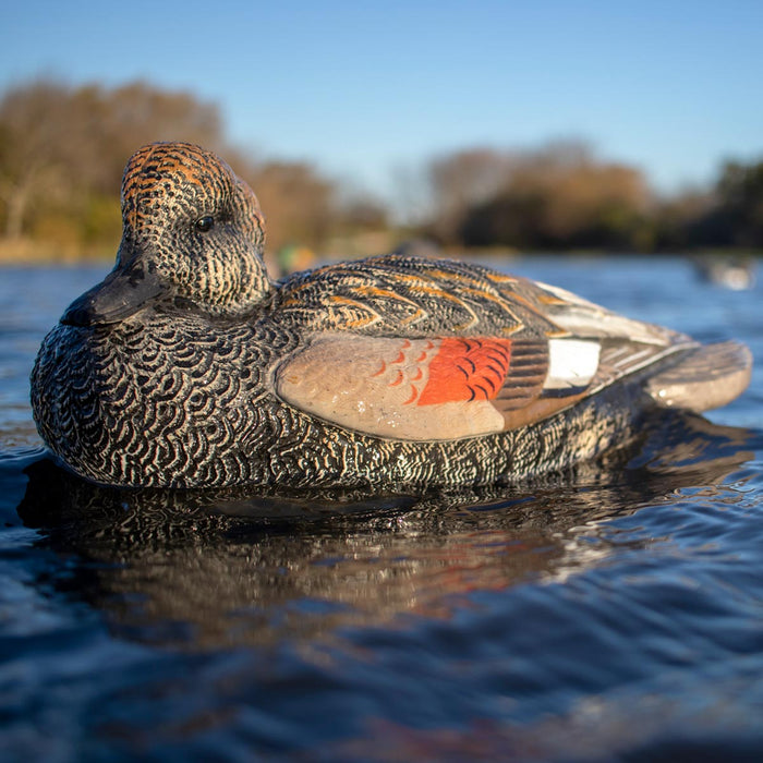 LIVE Gadwall Floaters - 6 Pack