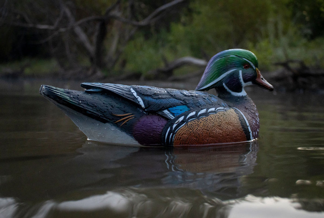 LIVE Wood Ducks - 6 Pack