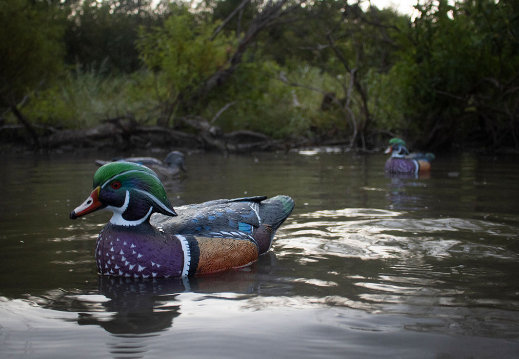 LIVE Wood Ducks - 6 Pack