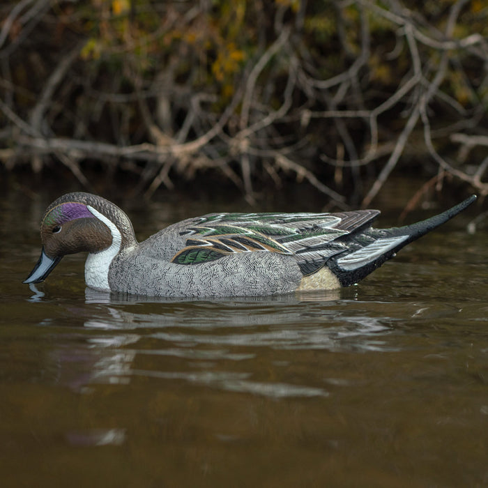 LIVE Pintail Floaters - 6 Pack