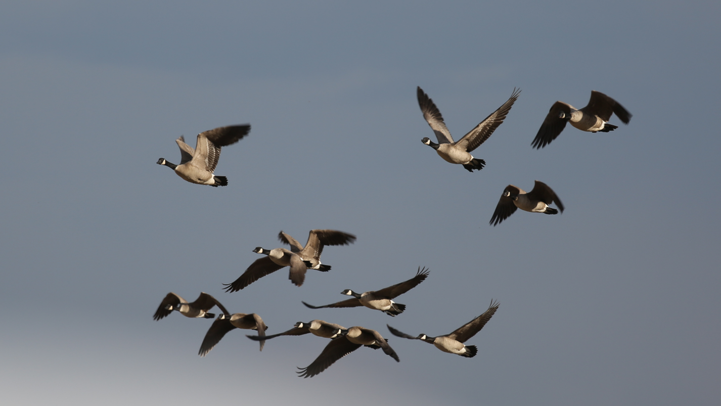 Shotgun Formation - Delta Waterfowl