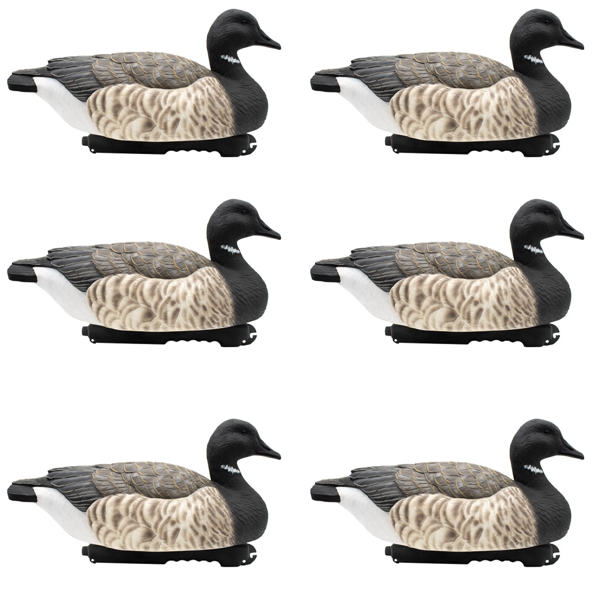 Select Brant Brant Goose