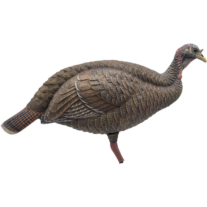 Live Breeder Hen Turkey Decoy