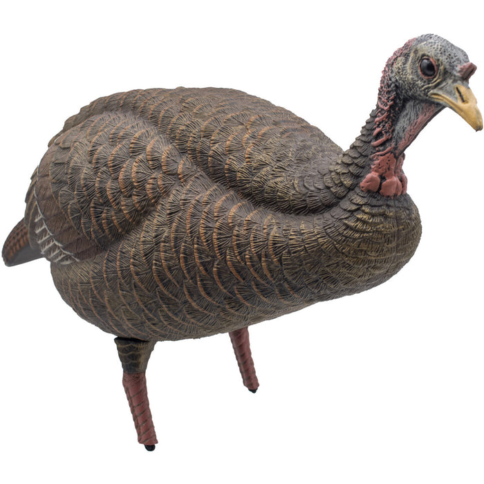 Live Breeder Hen Turkey Decoy