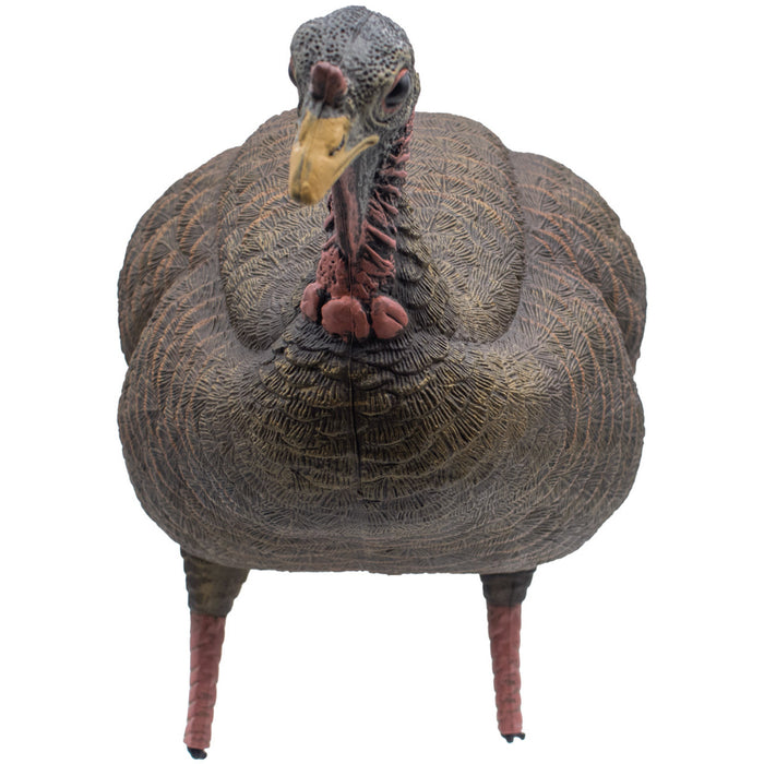 Live Breeder Hen Turkey Decoy