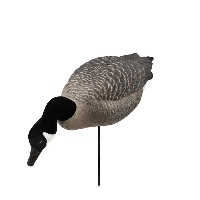 Last Pass Fully Body Canada Goose Decoys, 6 Pack