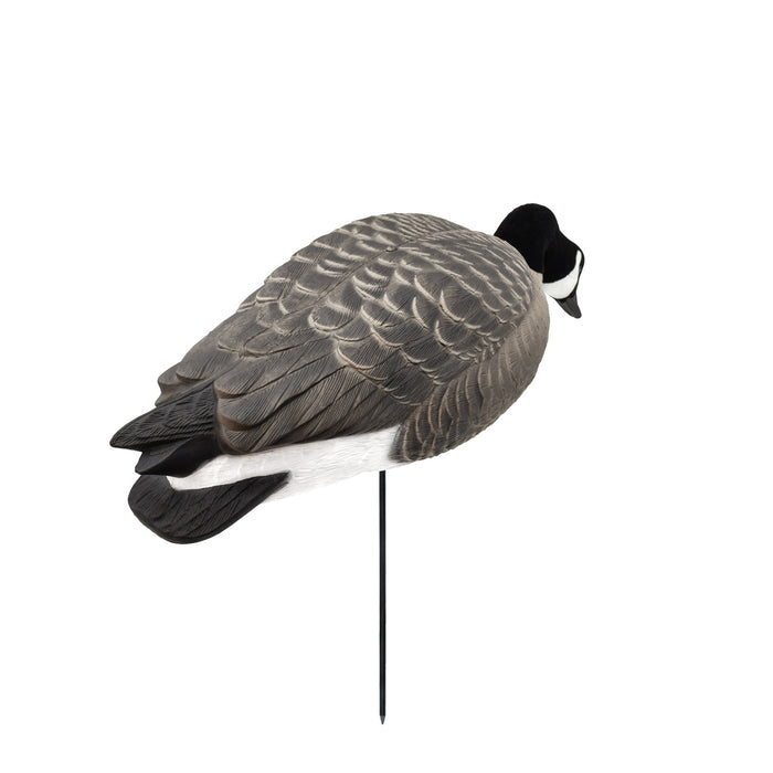 Last Pass Fully Body Canada Goose Decoys, 6 Pack