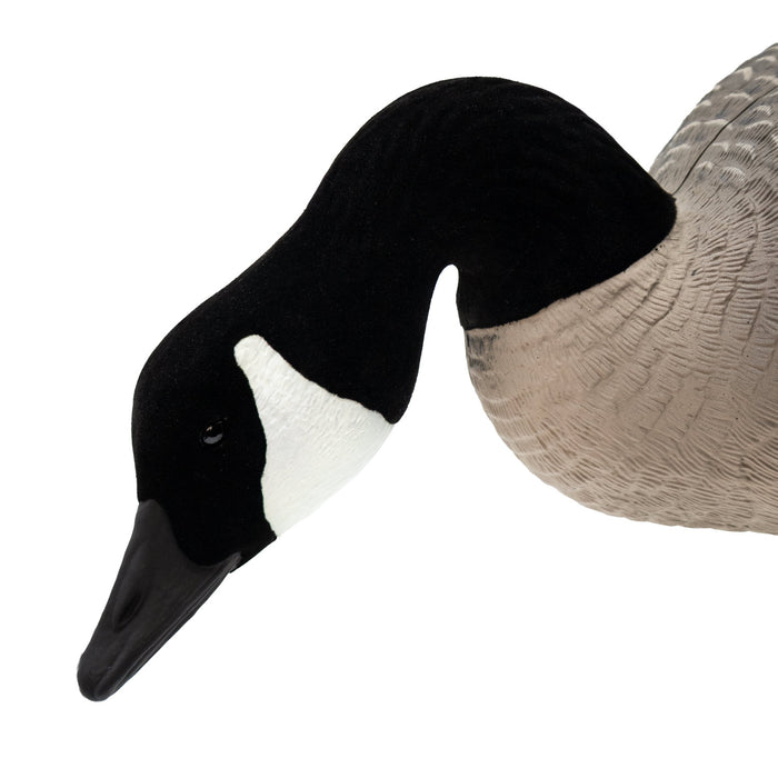 Last Pass Fully Body Canada Goose Decoys, 6 Pack