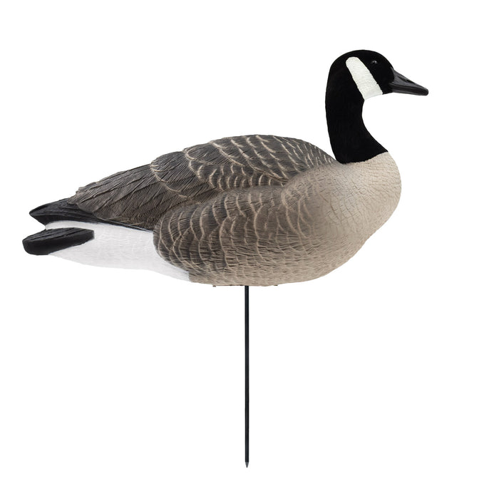 Last Pass Fully Body Canada Goose Decoys, 6 Pack