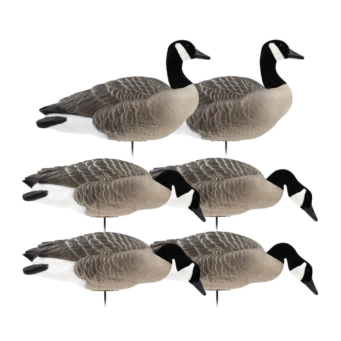 Last Pass Fully Body Canada Goose Decoys, 6 Pack