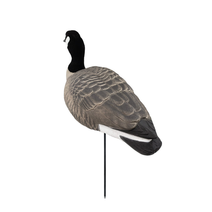 Last Pass Fully Body Canada Goose Decoys, 6 Pack
