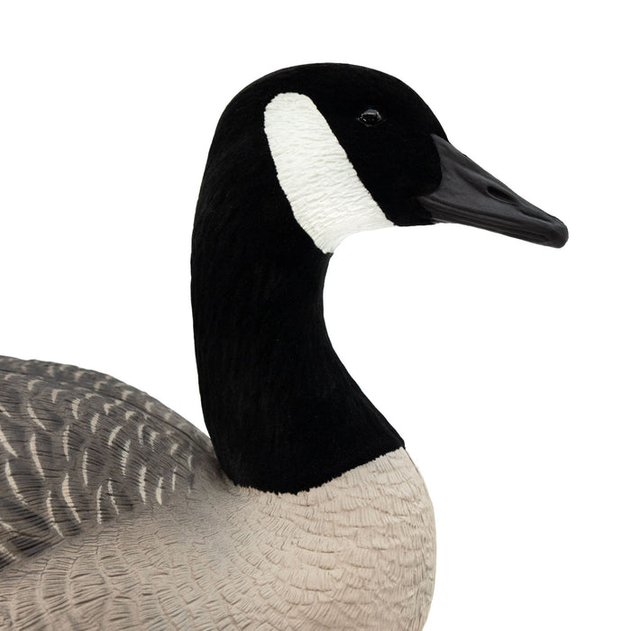 Last Pass Fully Body Canada Goose Decoys, 6 Pack