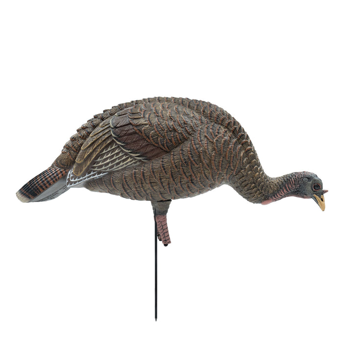 Live Series Feeding Hen Turkey Decoy