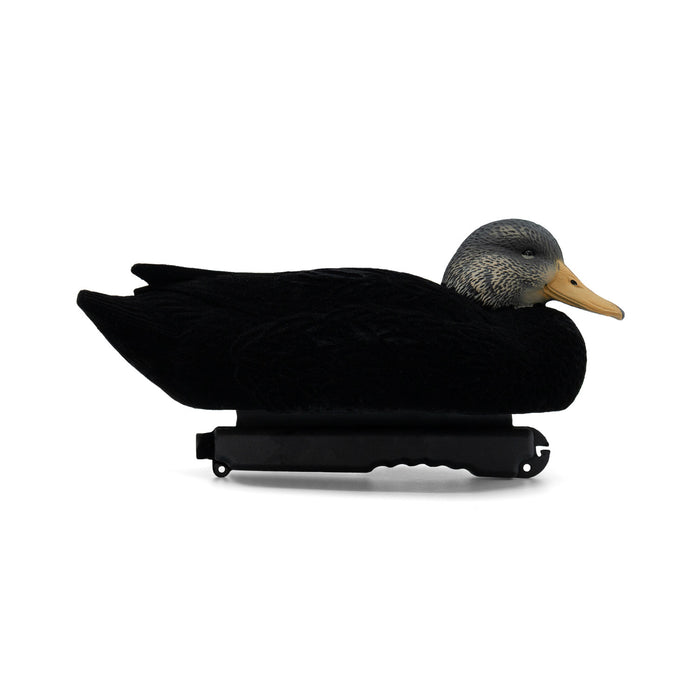 LIVE Flocked Floating Black Ducks - 6 Pack