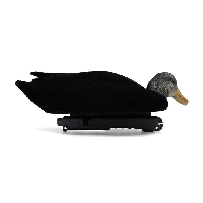 LIVE Flocked Floating Black Ducks - 6 Pack