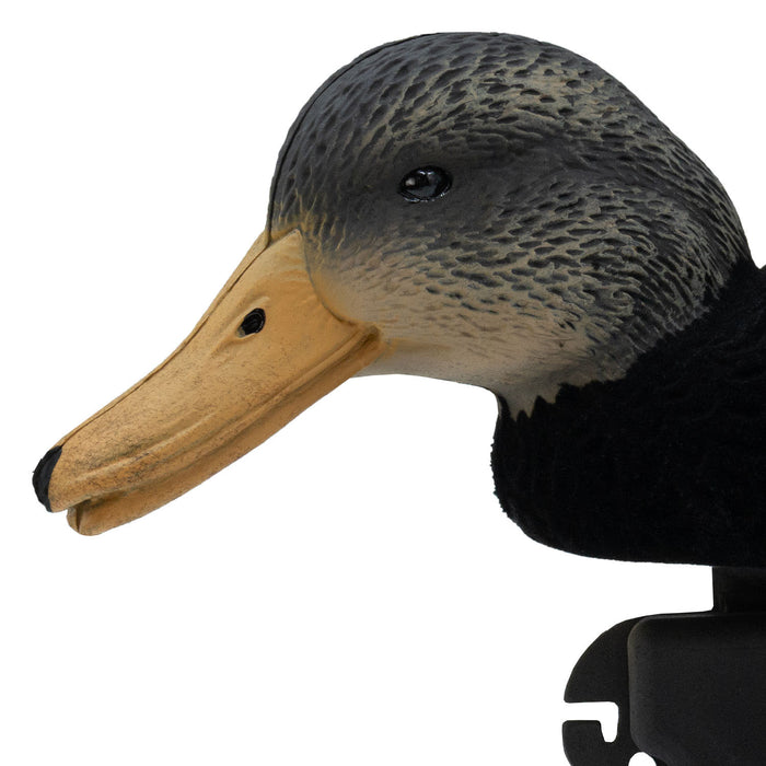 LIVE Flocked Floating Black Ducks - 6 Pack