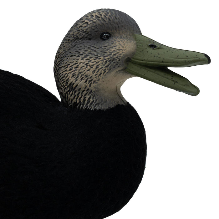 LIVE Flocked Floating Black Ducks - 6 Pack