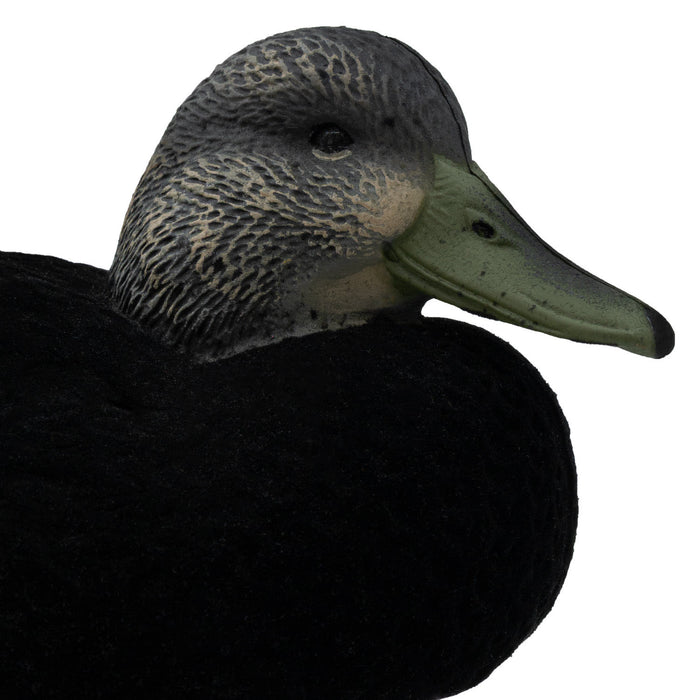 LIVE Flocked Floating Black Ducks - 6 Pack